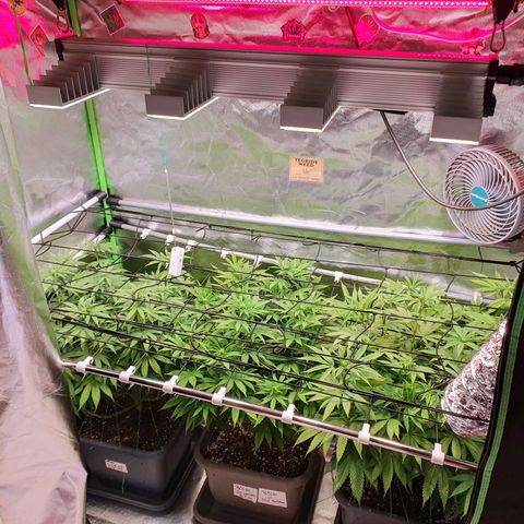Gelato growlog timeline photo