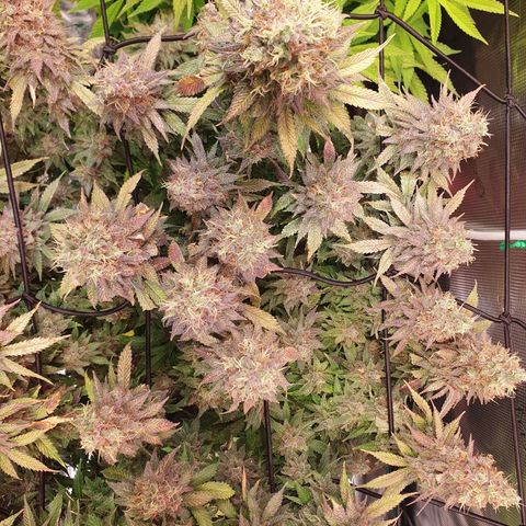 Captain Future growlog photo: Endspurt,  jetzt ca noch 2 Wochen spülen, dann ernten...