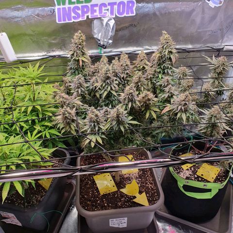 Captain Future growlog photo: Endspurt,  jetzt ca noch 2 Wochen spülen, dann ernten...