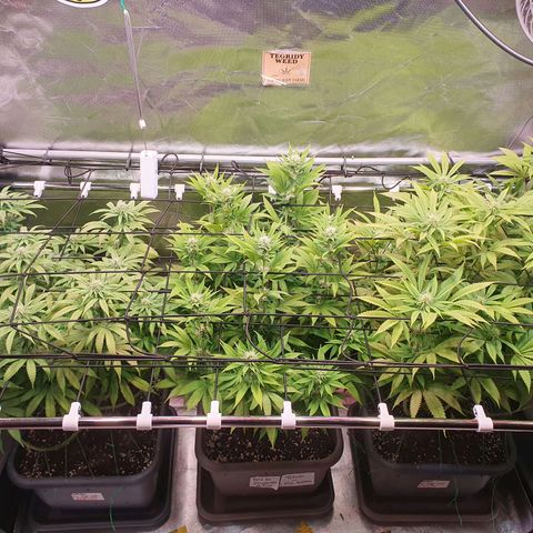 Gelato growlog timeline photo