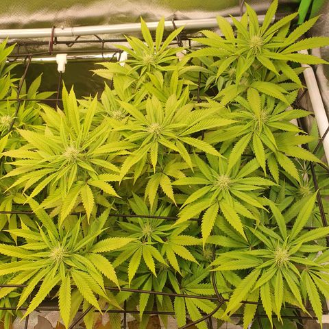 Gelato growlog timeline photo