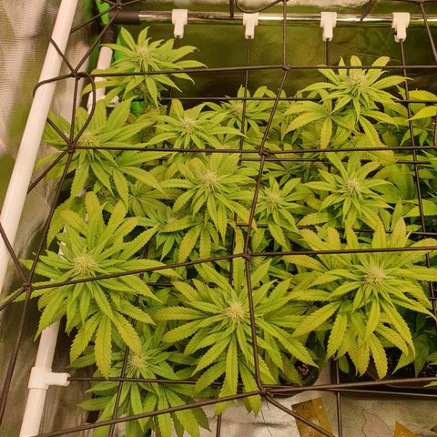 Gelato growlog timeline photo