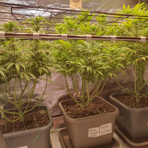 Gelato growlog timeline photo