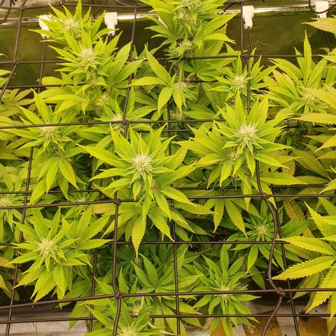 Gelato growlog timeline photo