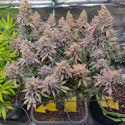 Captain Future growlog timeline photo