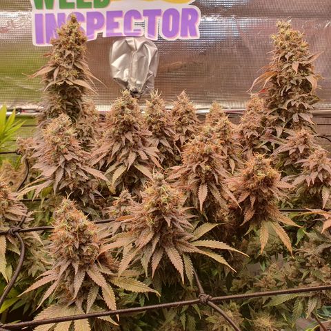 Captain Future growlog timeline photo