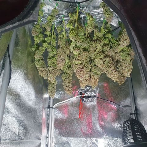 Captain Future growlog timeline photo