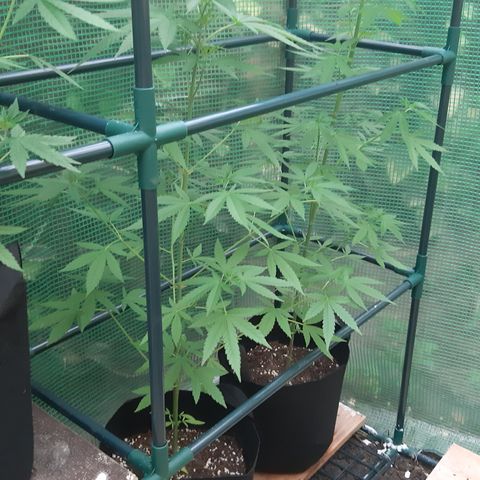 Big one growlog photo: From seedling to flowering
