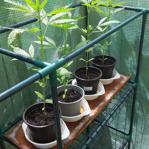 Big one growlog photo: From seedling to flowering
