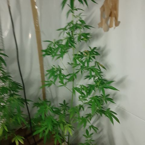 Big one growlog photo: From seedling to flowering
