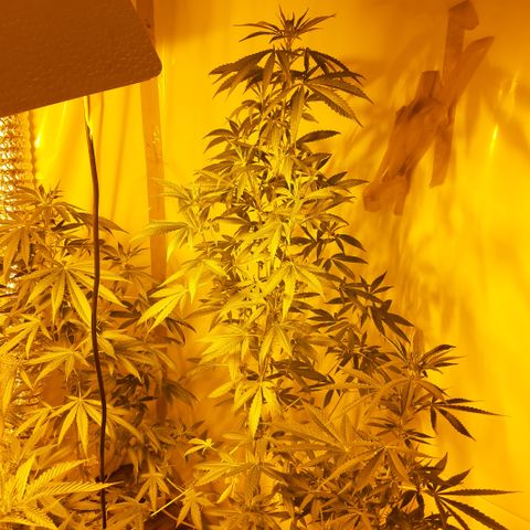 Big one growlog photo: From seedling to flowering
