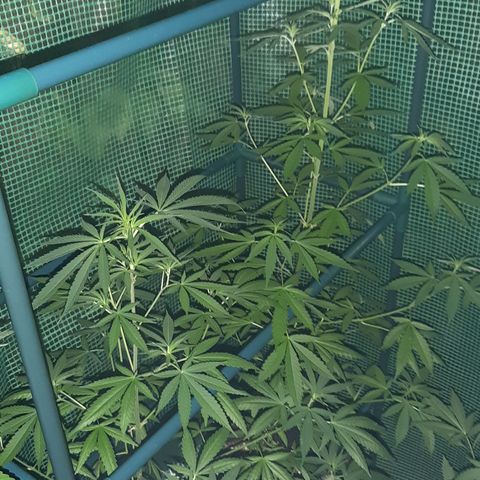 Big one growlog photo: From seedling to flowering
