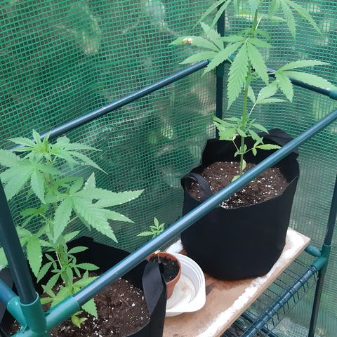 Big one growlog photo: From seedling to flowering
