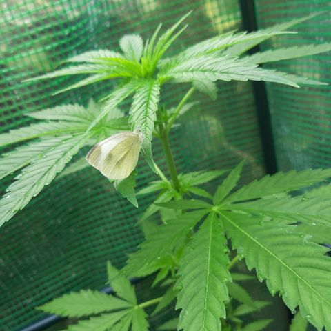 Big one growlog photo: From seedling to flowering
