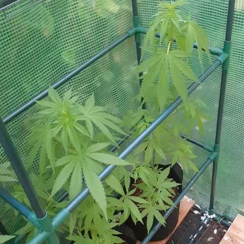 Big one growlog photo: From seedling to flowering
