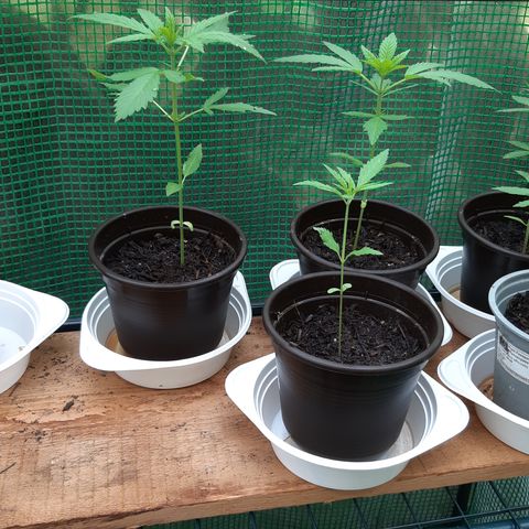Big one growlog timeline photo