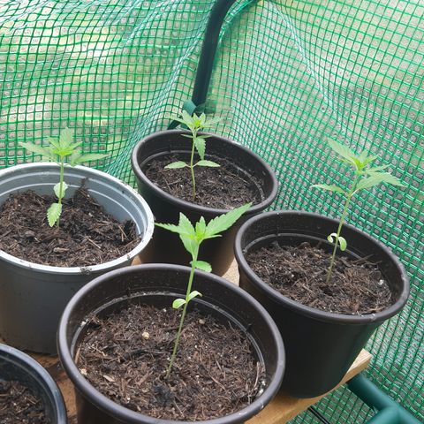 Big one growlog timeline photo