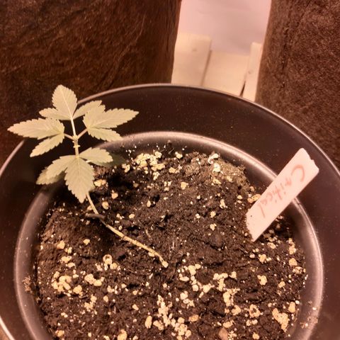 Critical 1 growlog timeline photo