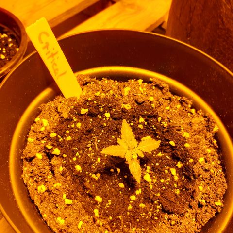 Critical 2 growlog timeline photo