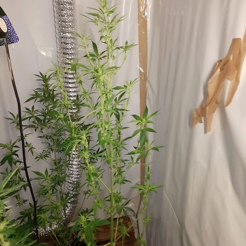 Big one growlog timeline photo