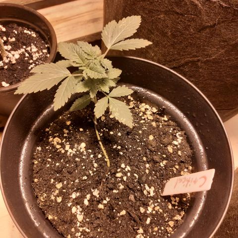 Critical 1 growlog timeline photo