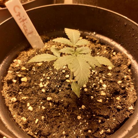 Critical 2 growlog timeline photo