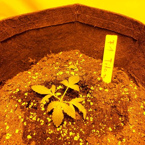First Titan growlog timeline photo