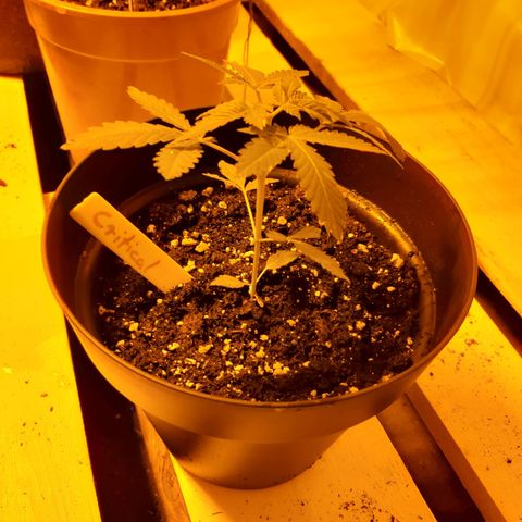 Critical 2 growlog timeline photo