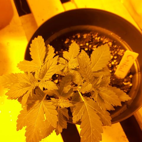 Critical 1 growlog timeline photo