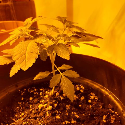 Critical 1 growlog timeline photo