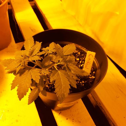 Critical 1 growlog timeline photo