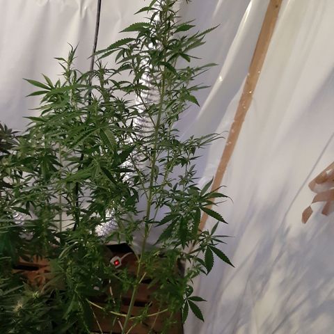 Big one growlog timeline photo