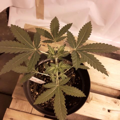 Critical 2 growlog timeline photo