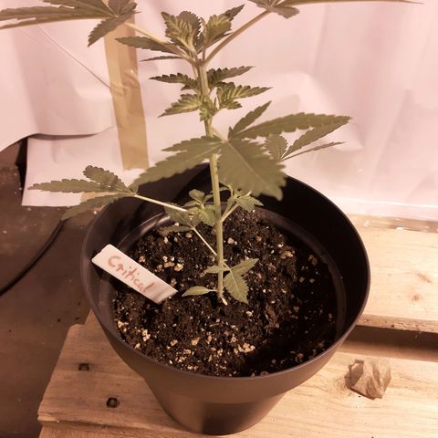 Critical 2 growlog timeline photo
