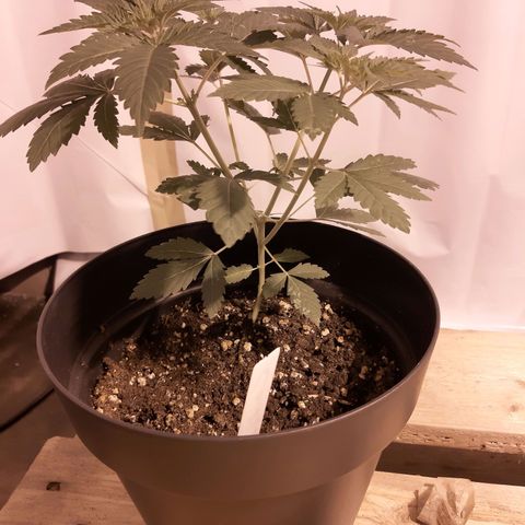Critical 1 growlog timeline photo