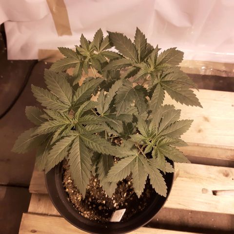 Critical 1 growlog timeline photo