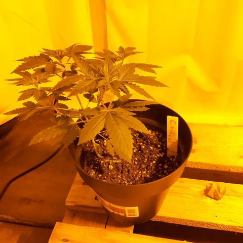 Critical 1 growlog timeline photo