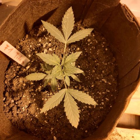 First Titan growlog timeline photo