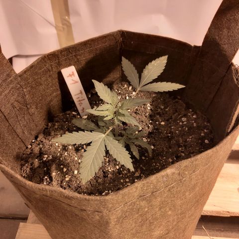 First Titan growlog timeline photo