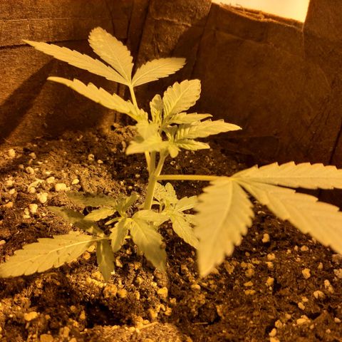 First Titan growlog timeline photo