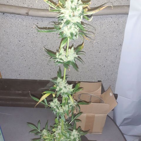 Jealousy growlog photo: Started foxtailing 