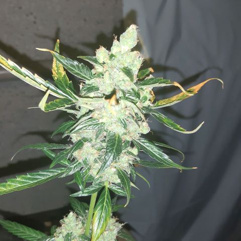 Jealousy growlog photo: Started foxtailing 