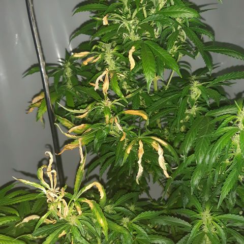 Big one growlog photo: Heat burn 
placed lamp higher and rotated plant 