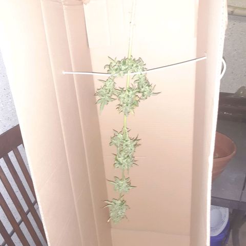 Jealousy growlog timeline photo