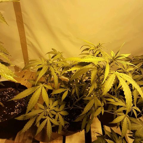 First Titan growlog photo: Phone broke so no updates for a while 😅
