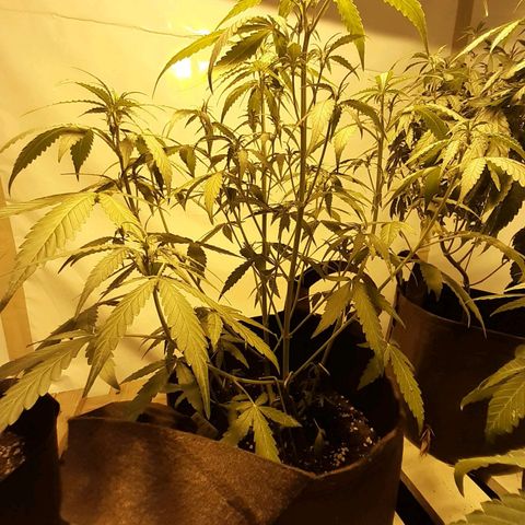 First Titan growlog photo: Phone broke so no updates for a while 😅