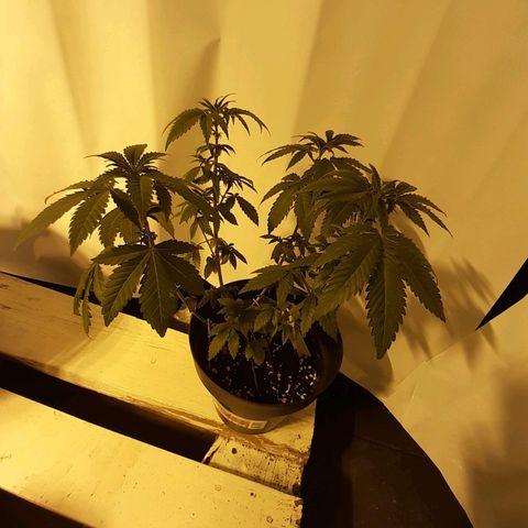 Critical 1 growlog timeline photo