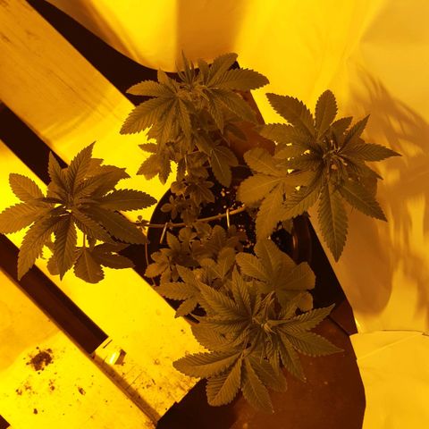 Critical 1 growlog timeline photo