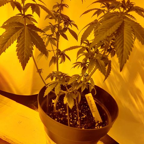 Critical 1 growlog timeline photo