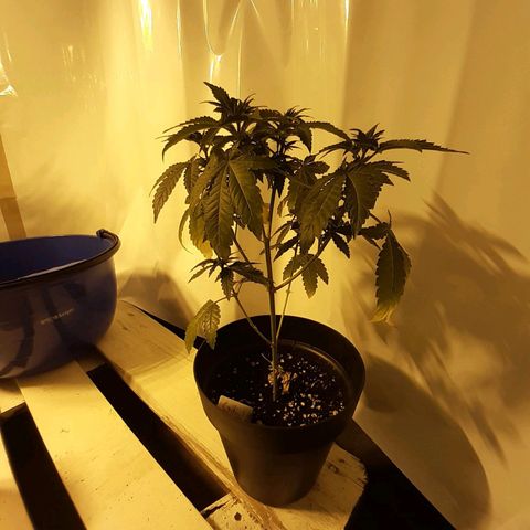 Critical 2 growlog timeline photo